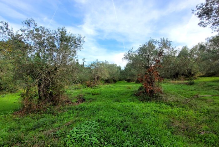 Quiet and private land for sale near Agios Gordios beach in Central Corfu