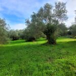 Flat 7,428sqm plot for sale in Kastellani Mesis with countryside views in Central Corfu