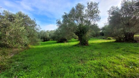 Flat 7,428sqm plot for sale in Kastellani Mesis with countryside views in Central Corfu