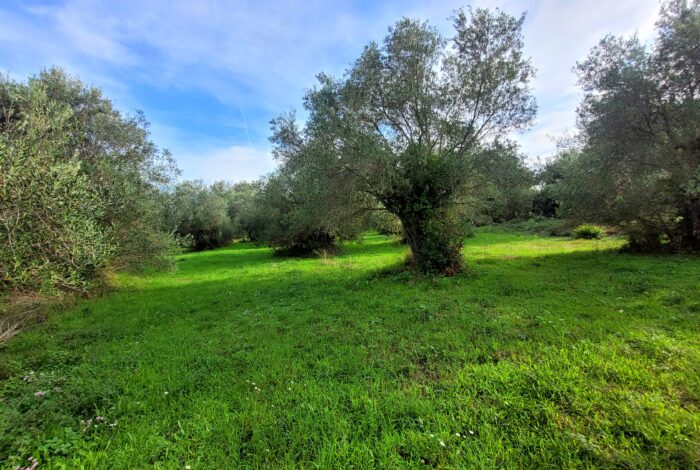Flat 7,428sqm plot for sale in Kastellani Mesis with countryside views in Central Corfu