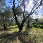 Quiet rural plot in Corfu offering greenery and natural surroundings