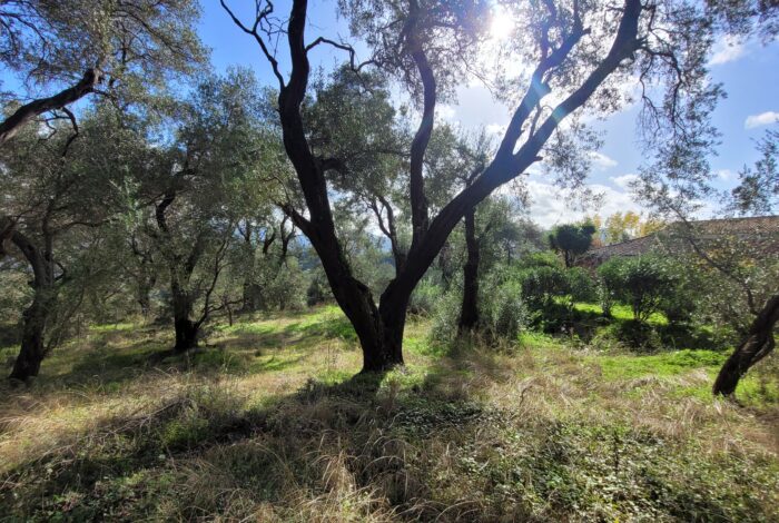 Quiet rural plot in Corfu offering greenery and natural surroundings