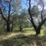 Buildable land near olive groves and vineyards in Corfu