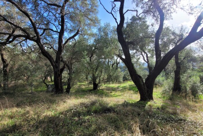 Buildable land near olive groves and vineyards in Corfu
