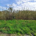 Residential plot in Corfu with high building allowance 400 sq.m.