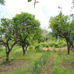1842 sq.m. plot for sale in Gastouri Corfu