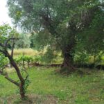 Flat residential land in Gastouri Central Corfu