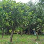 Residential plot surrounded by olive groves in Gastouri