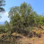 Large plot of land for sale in Chlomos Corfu with sea views