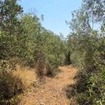 Natural landscape surrounding land for sale in Chlomos