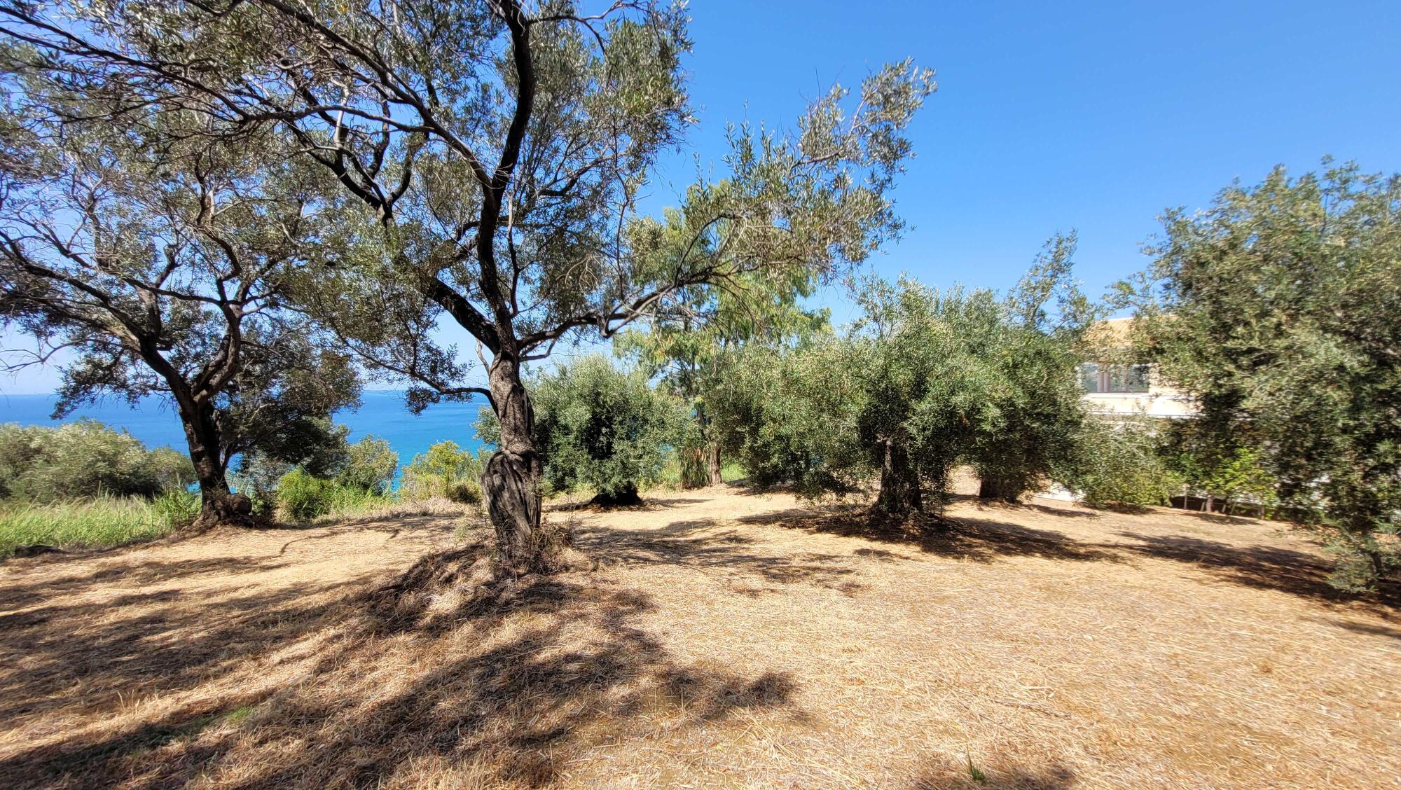 Private olive grove estate in Corfu Greece