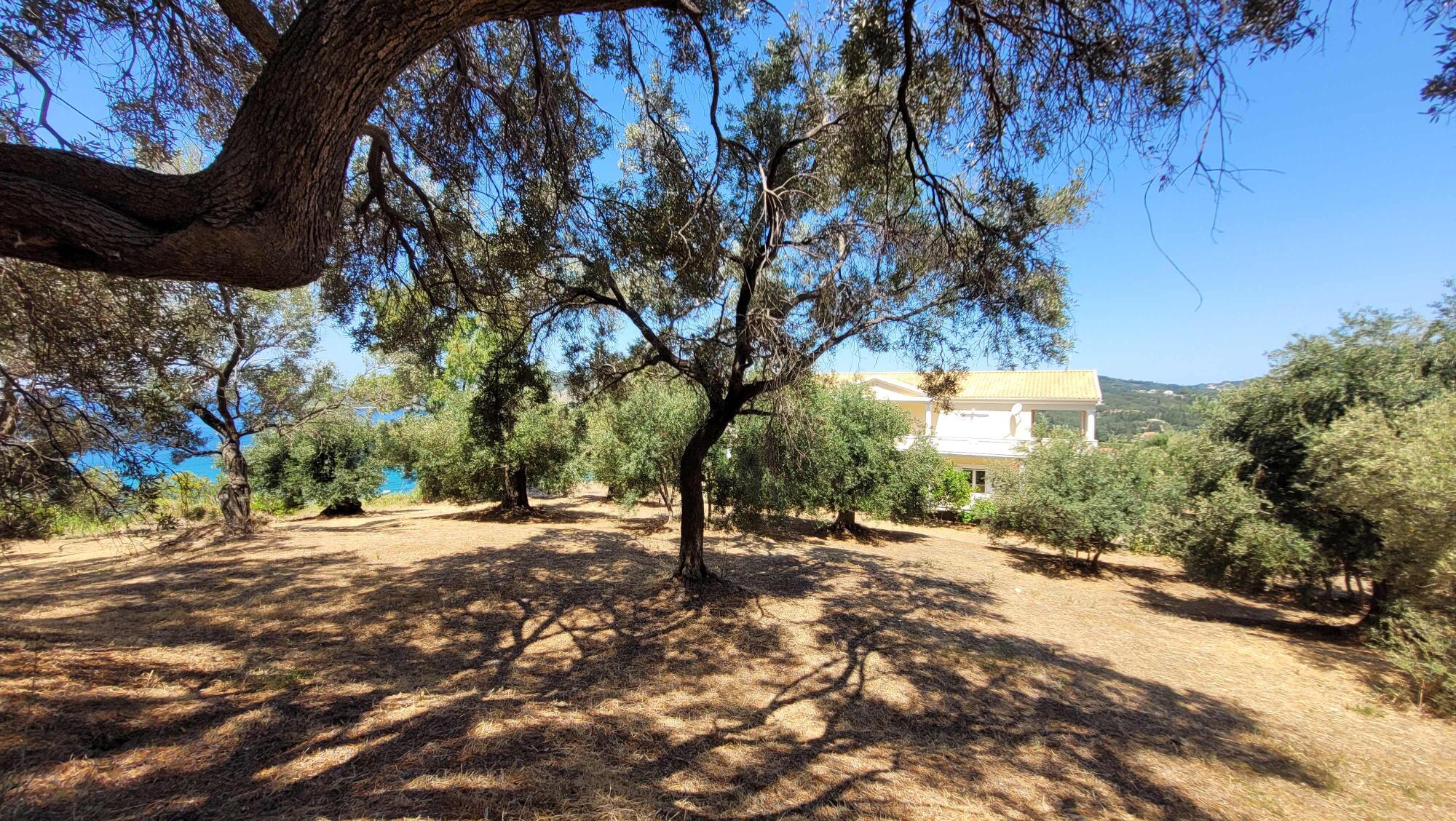 Expansive garden and development potential in Corfu