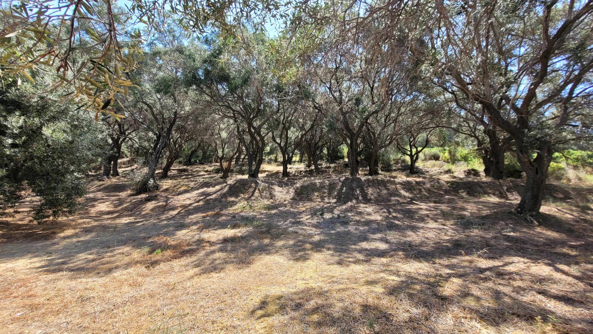 Olive grove surrounding luxury villa in Corfu