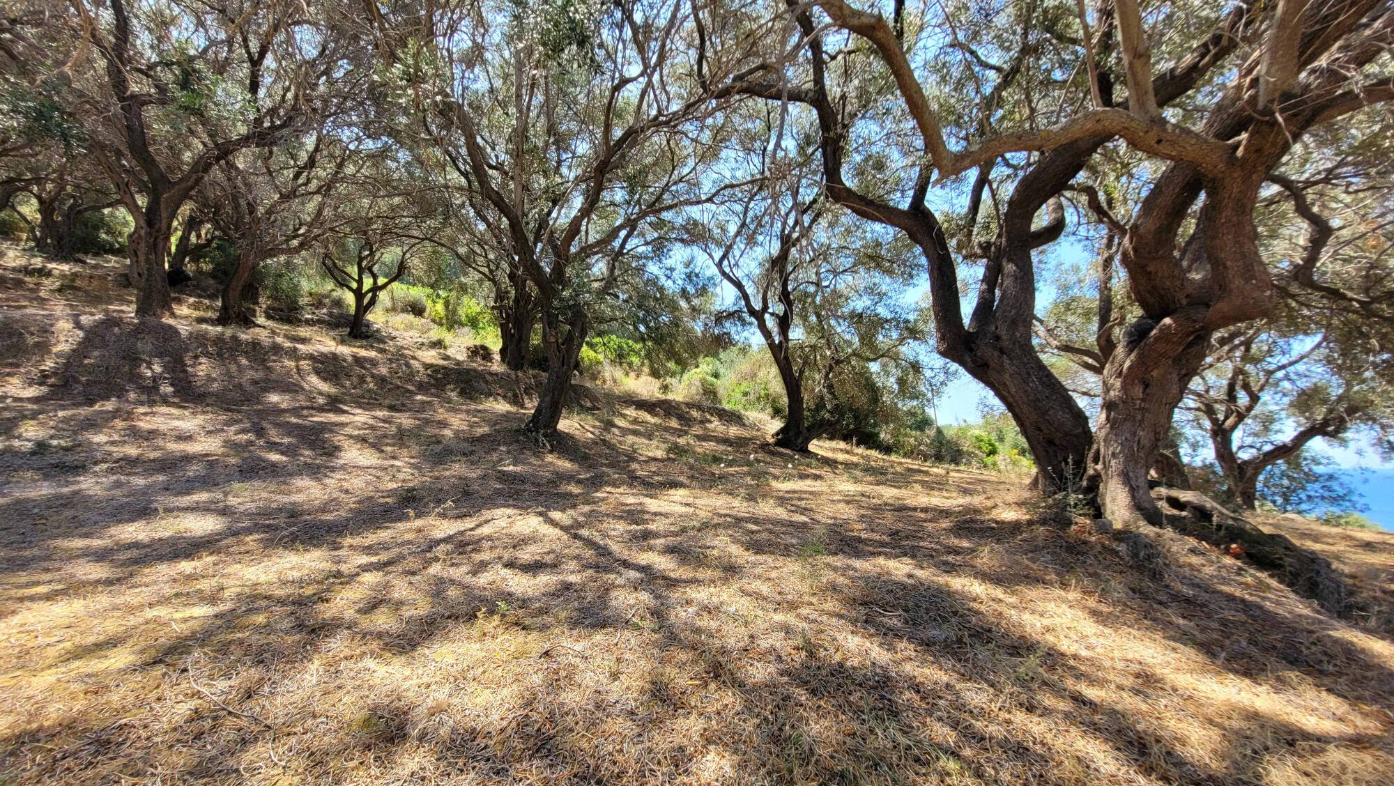 Large Corfu plot ideal for landscaping