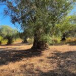 Large 3289 sq.m. plot with olive trees in Agios Georgios Corfu