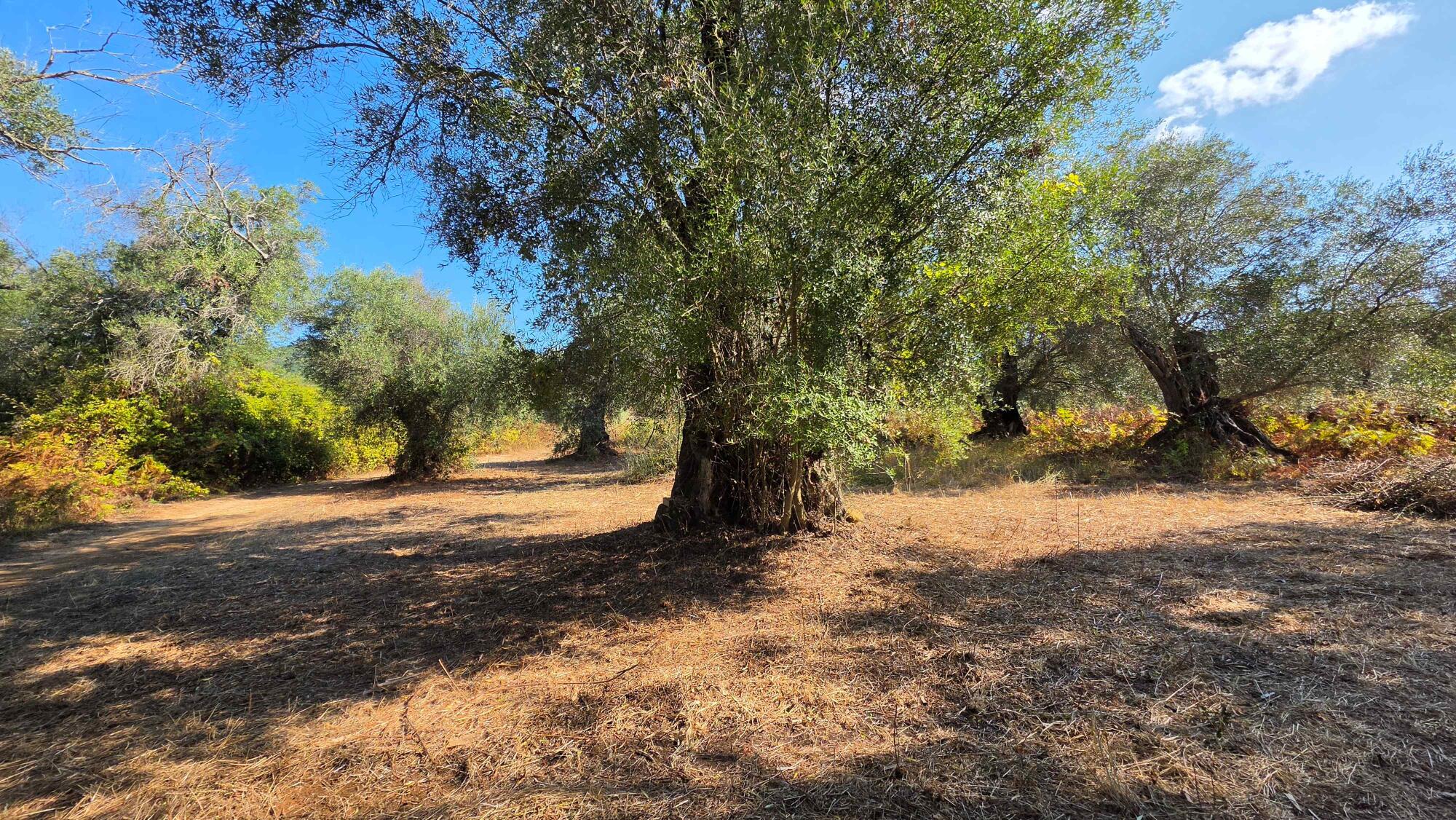 Large 3289 sq.m. plot with olive trees in Agios Georgios Corfu