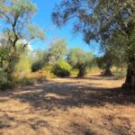 Flat land with olive trees surrounding detached house in South Corfu