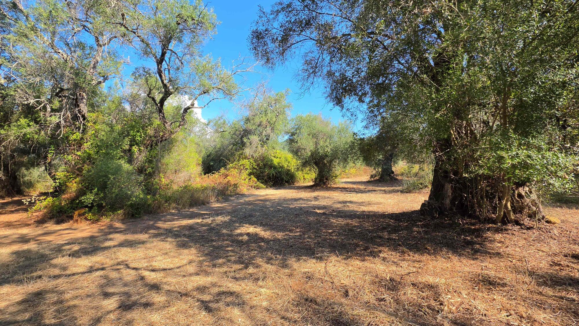 Flat land with olive trees surrounding detached house in South Corfu