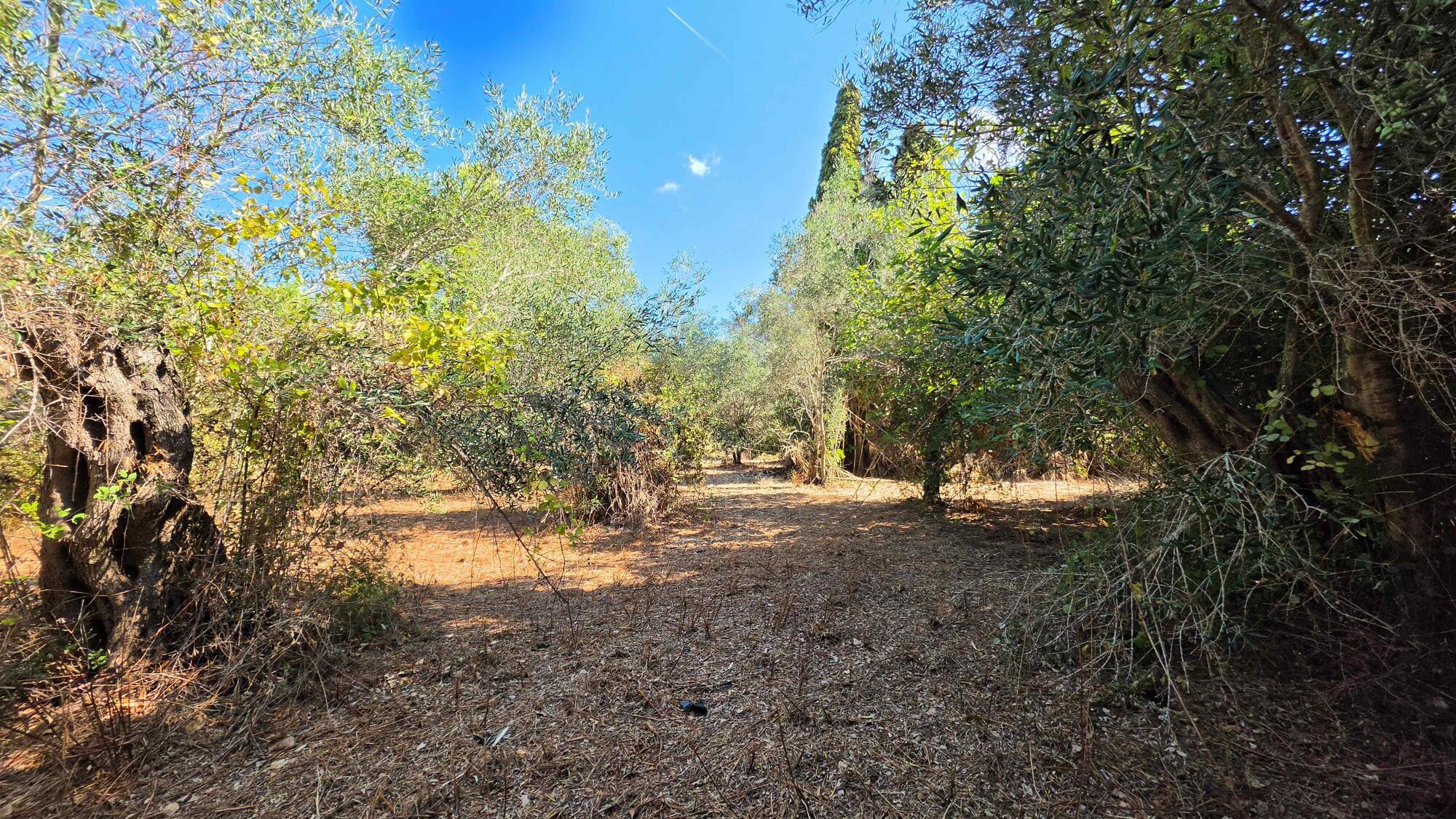Peaceful and secluded property in Agios Georgios South Corfu