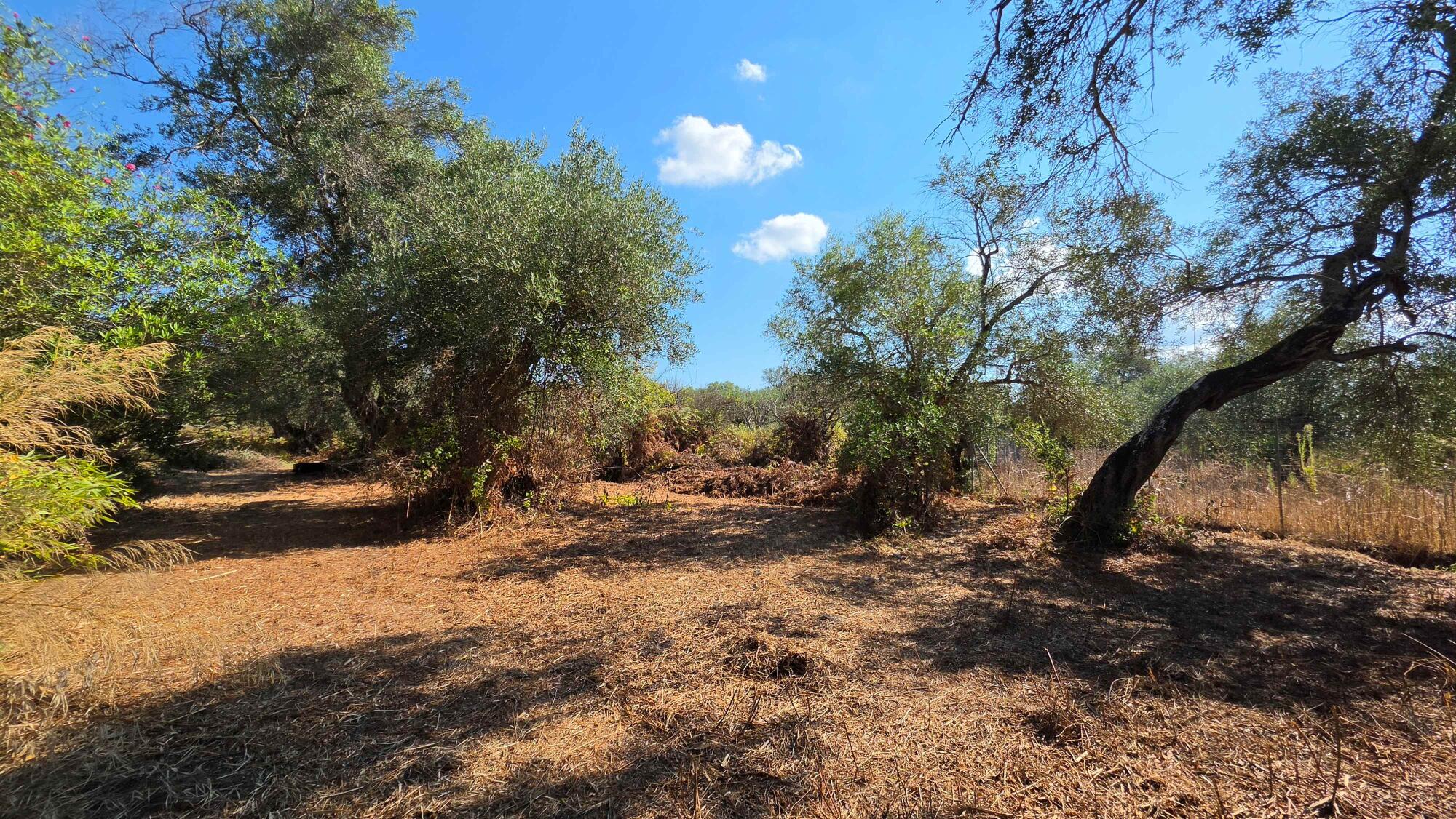 Natural surroundings and olive trees at property in South Corfu