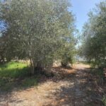 Buildable plot with 240 sq.m. development potential in Peroulades