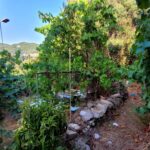 Garden and outdoor space at a traditional village house in Kato Pavliana