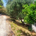 Plot in Stavros, Central Corfu, divided into three sections