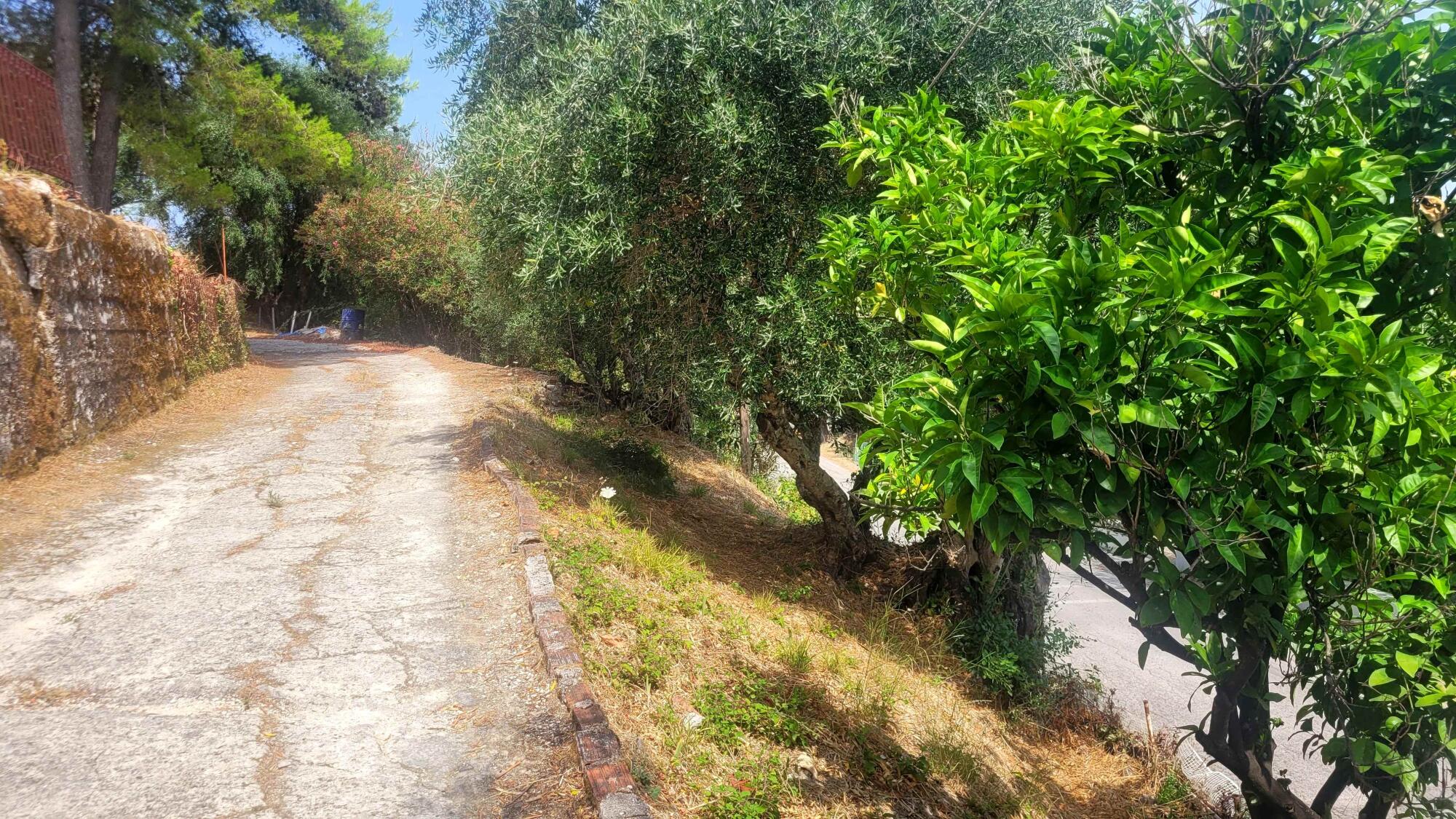 Plot in Stavros, Central Corfu, divided into three sections
